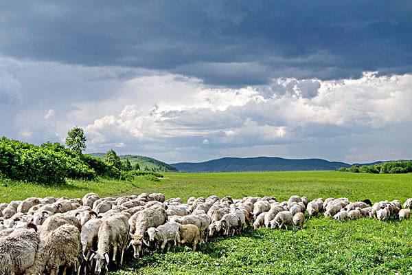 岳氏集團考察內蒙古興安盟烏蘭浩特有機農產品、中草藥種植等相關產業(yè)情況